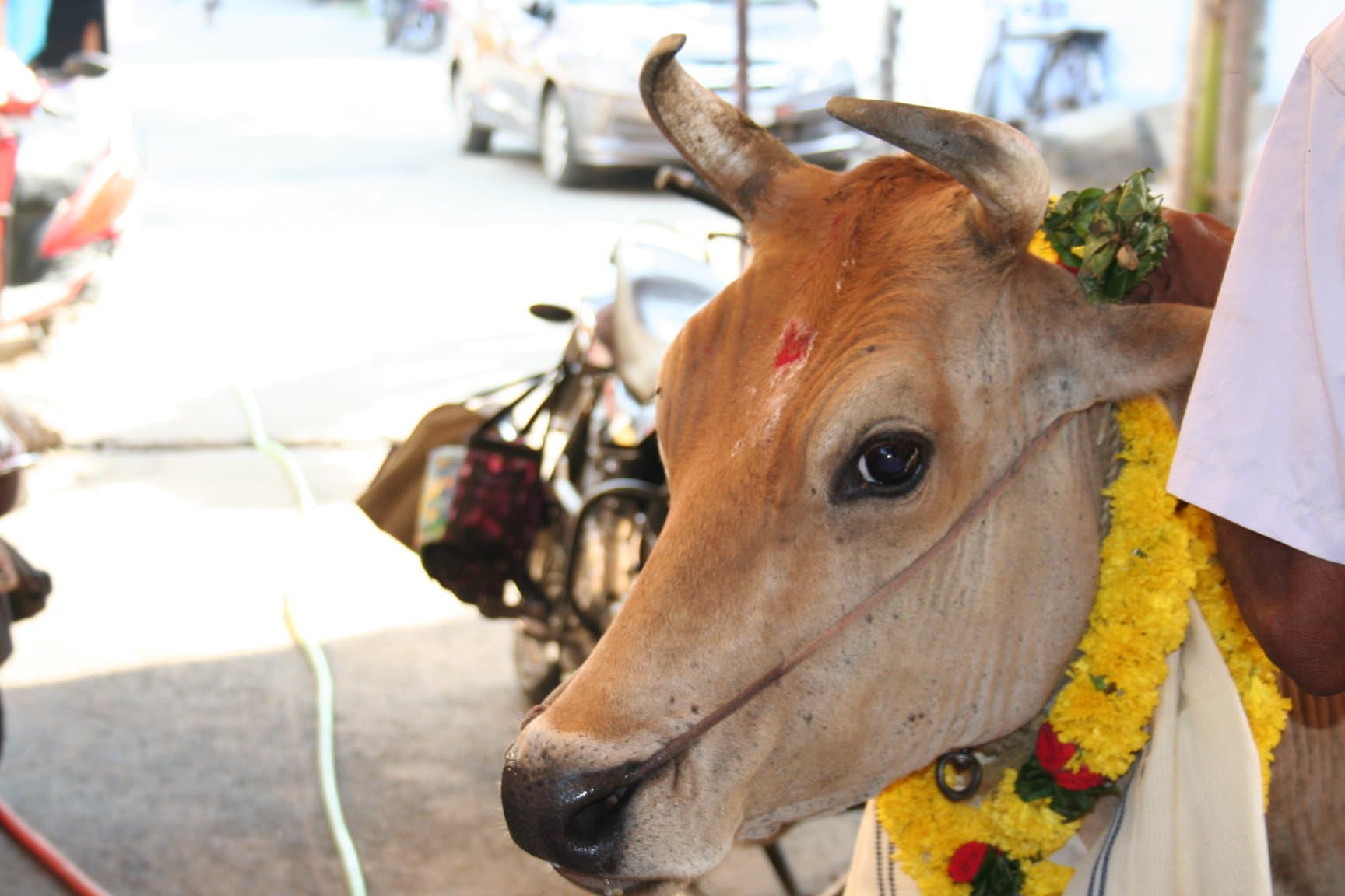 SreeMadam Sadguru Sri SadaSiva Brahmendral Aarathanai Function “Gho Pooja” 14-05-2019 Tuesda - Image 3